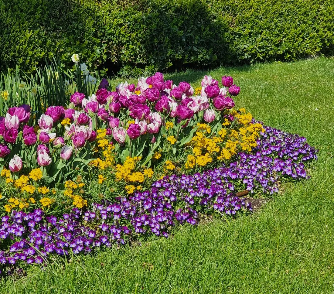 Cách bón phân cho cây cảnh sân vườn đúng liều lượng