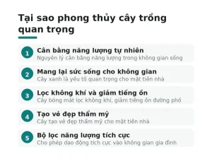 Tại sao phong thủy cây trồng quan trọng