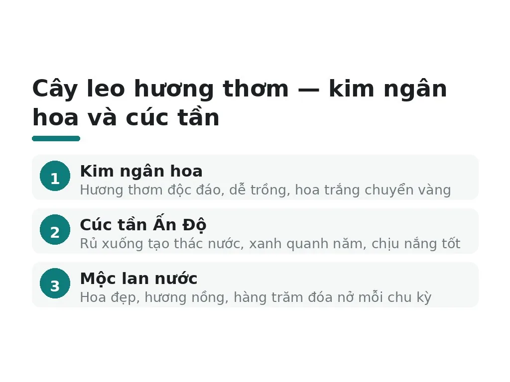 Cây leo hương thơm — kim ngân hoa và cúc tần