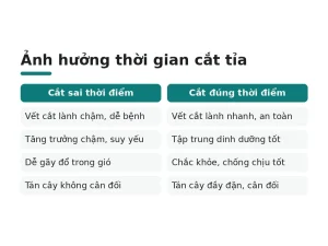 Ảnh hưởng thời gian cắt tỉa