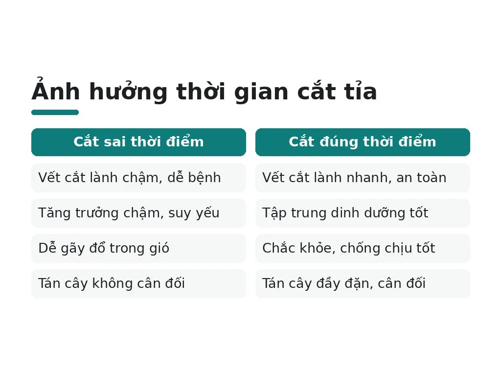 Ảnh hưởng thời gian cắt tỉa